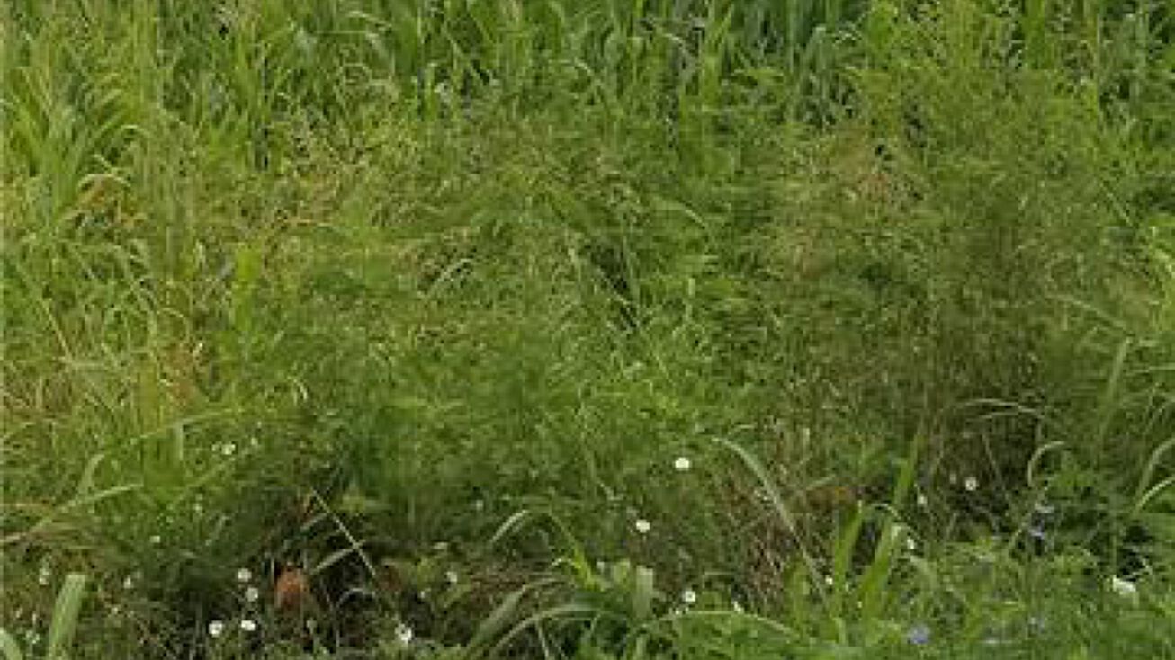 E 335th Street, Archie, MO 64701