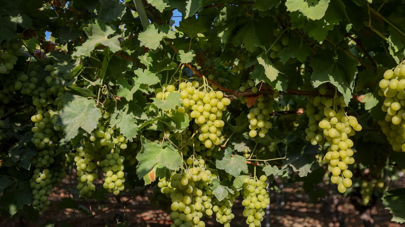 Lassen Ave, Huron, CA 93234 Land for Sale +/315.44 Ac. Vines