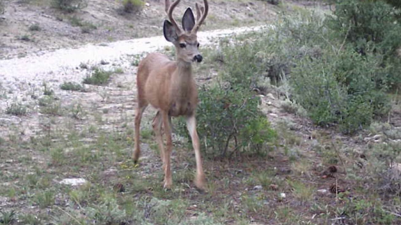 1812 Westridge Rd, Richfield, UT 84701