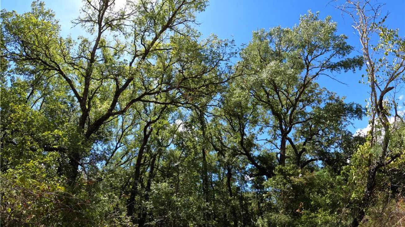 TBD Rosanky Rd, Tract 1, Holland, TX 76534