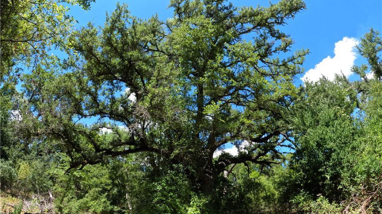 TBD Rosanky Rd, Tract 1, Holland, TX 76534 Land for Sale 20 Acre Rosanky Road Ranchette