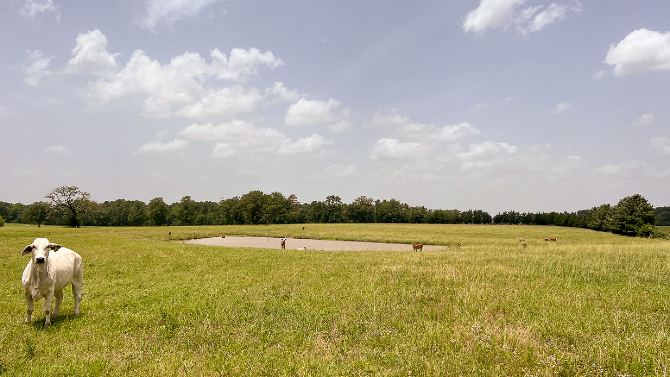 Jones Rd, New Waverly, TX 77358