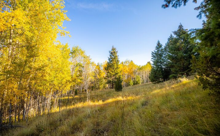 Pictures of Land property located at 119120 Lone Pine Gulch Road, Ramsay, MT 59748 for sales - image #1