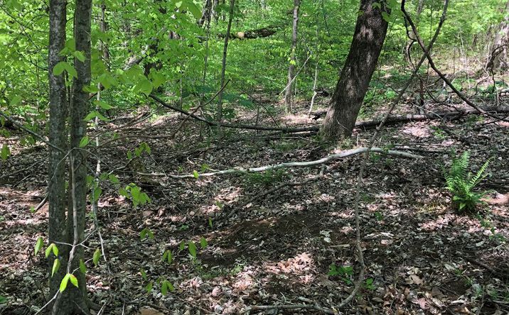 Pictures of Land property located at 001 pleasant home drive, Austin, KY 42123 for sales - image #1