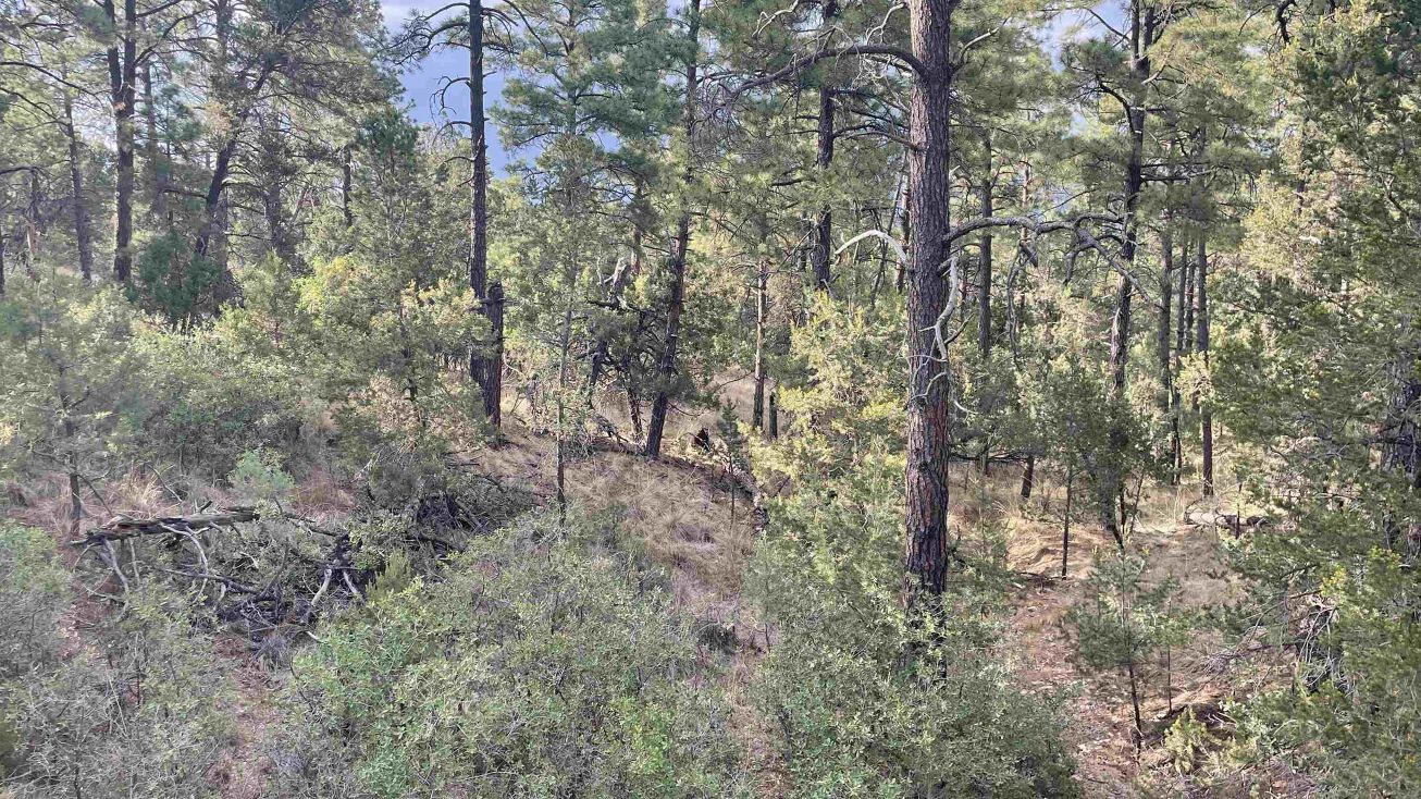 19 Buckwood Dr, Cloudcroft, NM 88350