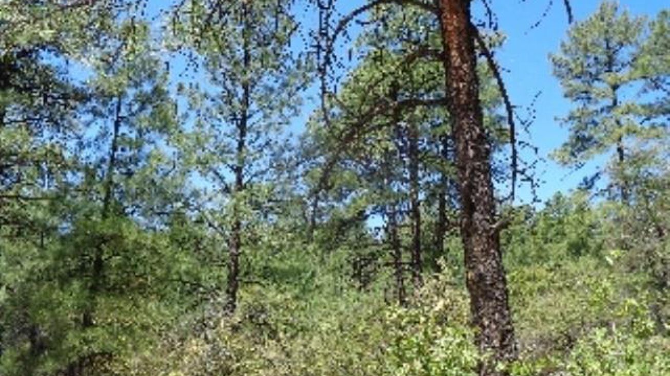 XX Mystic Way Road, Pinos Altos, NM 88053
