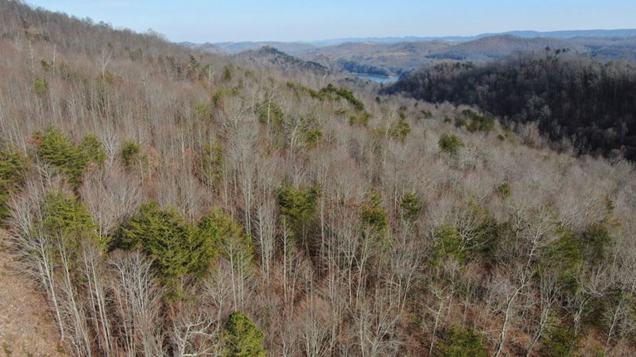 Lot 161 Whistle Valley Rd, New Tazewell, TN 37825 | Crexi.com