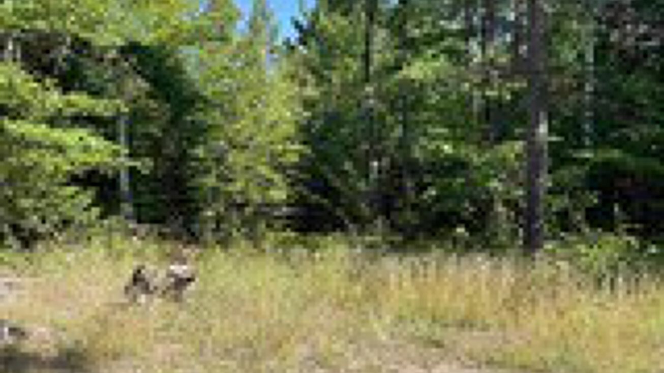 109 Brown Deer Rd, Marquette, MI 49855 Land for Sale 109 Brown Deer