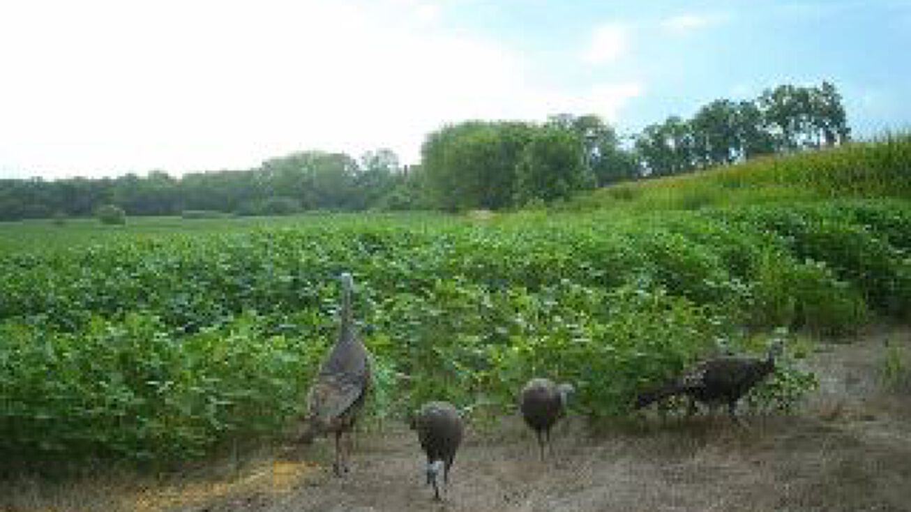 Shelby 166, Ewing, MO 63440