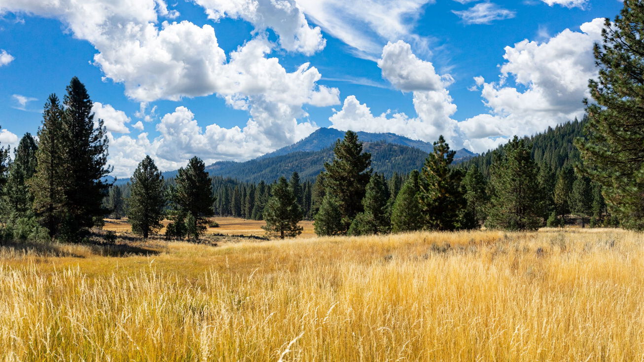 Meadow Way, Portola, CA 96122 Land for Sale Portola 1000+ Acres