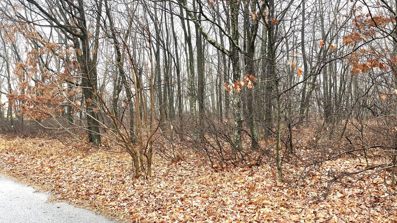 17 Forest Hill Drive, Hazle Twp, PA 18202 Land for Sale 17 Forest