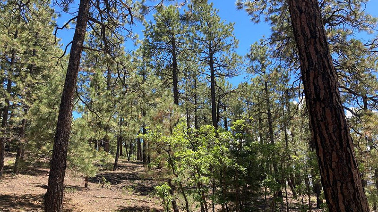 TBD Canones, Chama, NM 87520