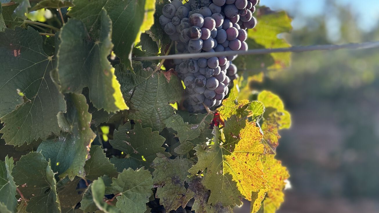 Hwy 1780, Wellman, TX 79378