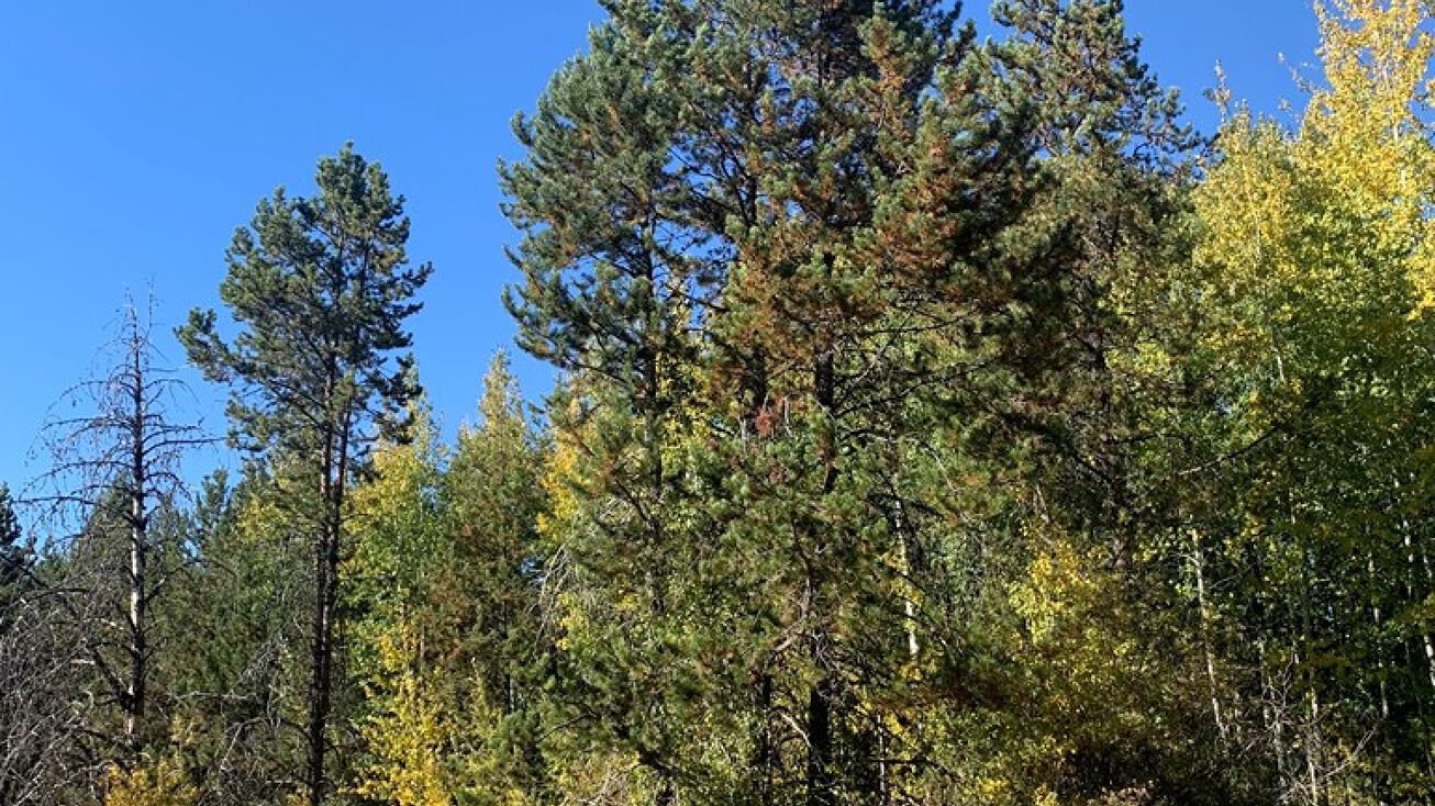 188 Singletree Ln, Donnelly, ID 83615