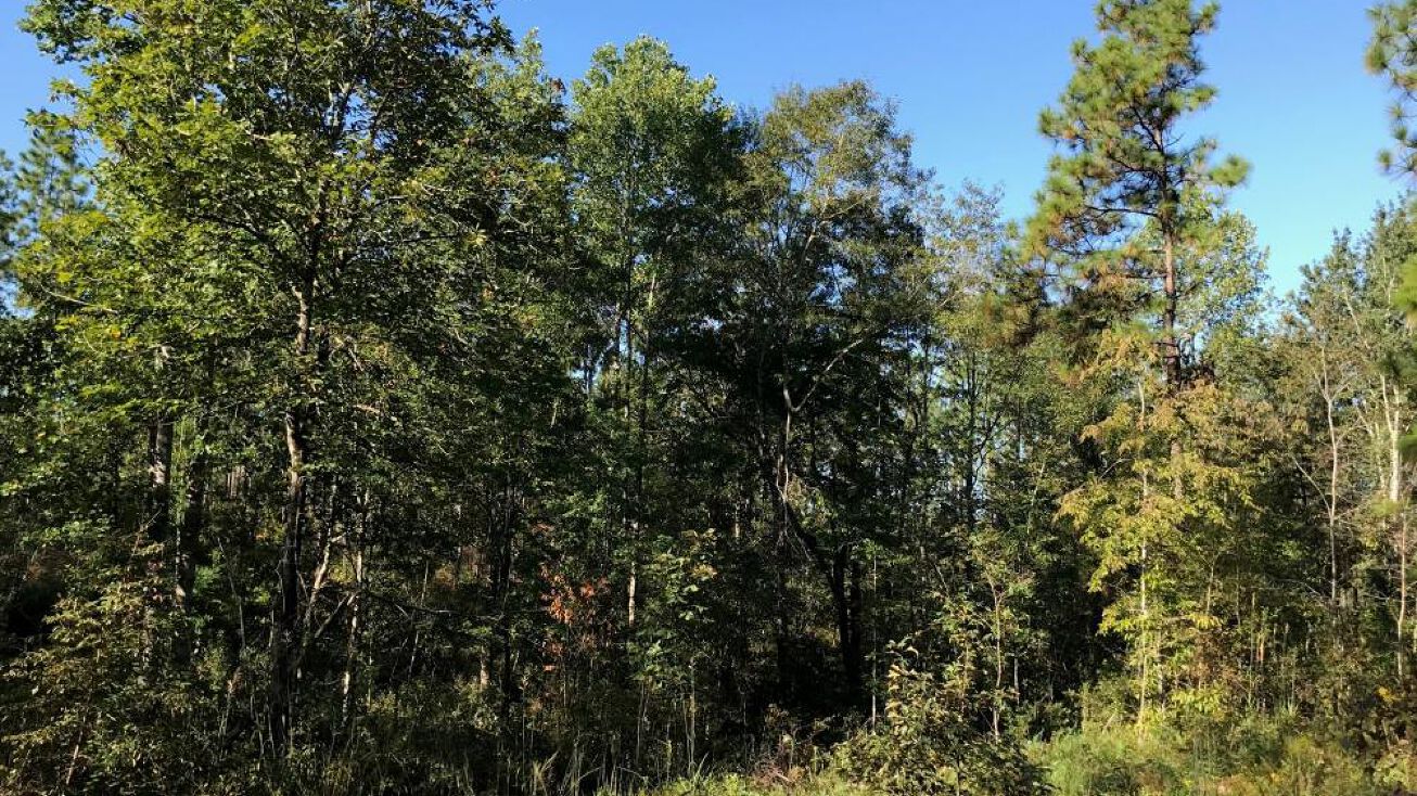 00 Vista Hill Road, Purvis, MS 39475