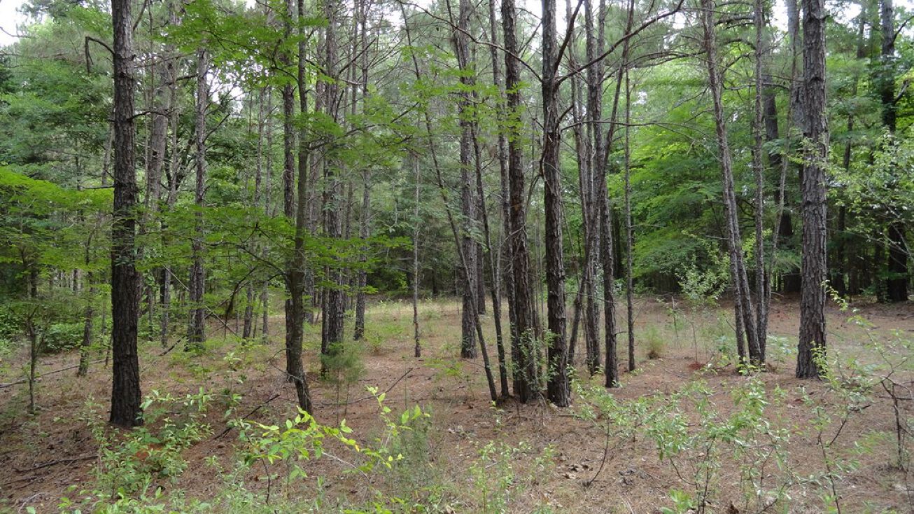 TBD CR 3308, Jacksonville, TX 75766 Land for Sale TBD CR 3308