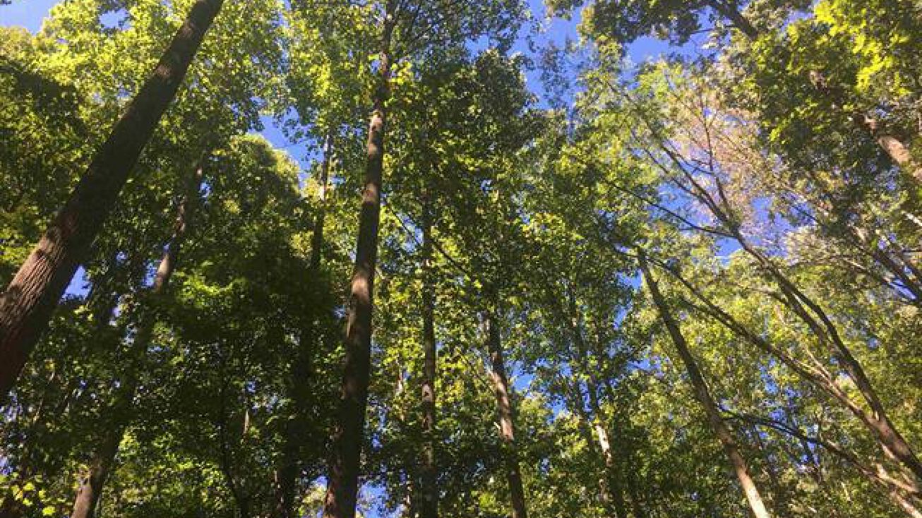 000 W Third Street, Siler City, NC 27344 Land for Sale 000 W Third