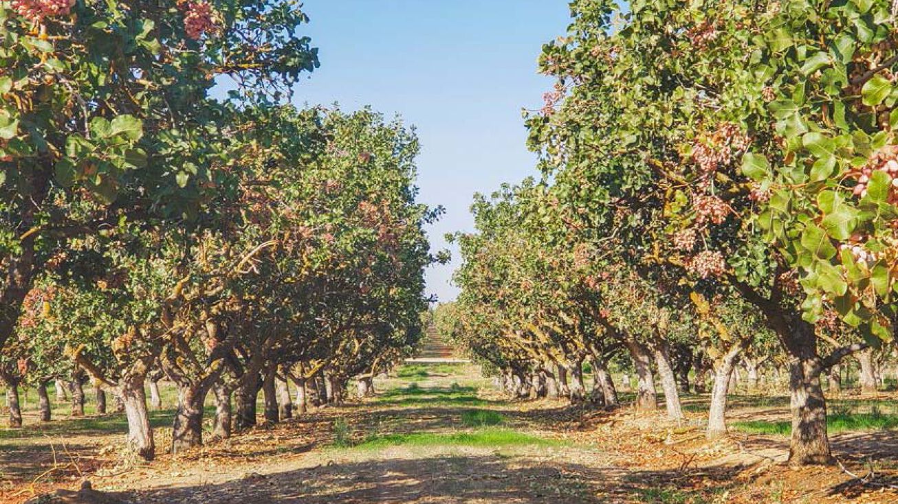 Madera Pistachios, Madera, CA 93644
