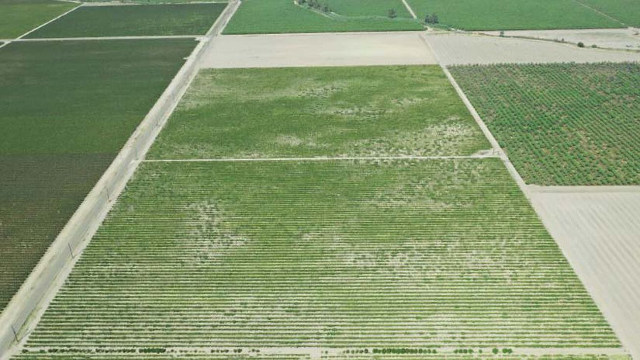 La Vina M. I. D. Vineyard, Madera, CA 93637