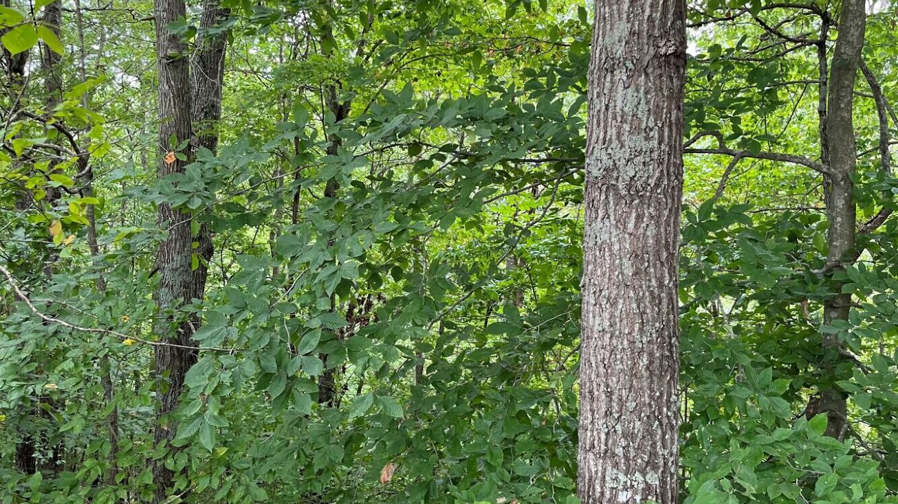 Brad Petrey Rd, Waynesburg, KY 40489