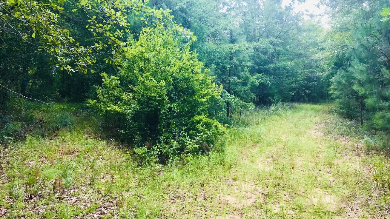 0 Aldridge Road, Buena Vista, GA 31803