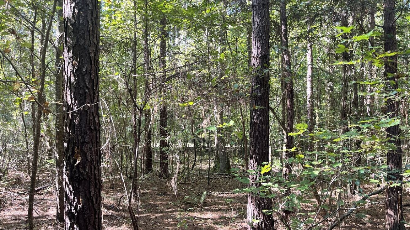 0 Mt Pleasant Road, Vernon, AL 35592 Land for Sale Yellow Creek