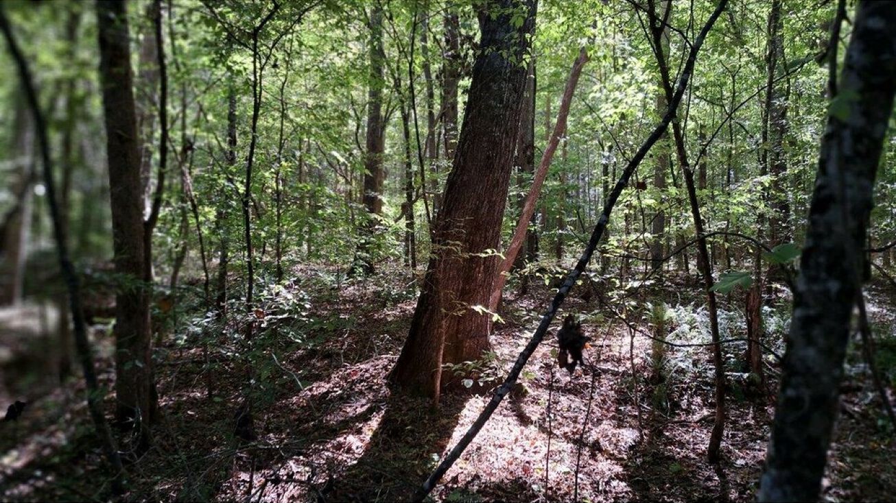 Liberty Rd, Scotts Hill, TN 38374