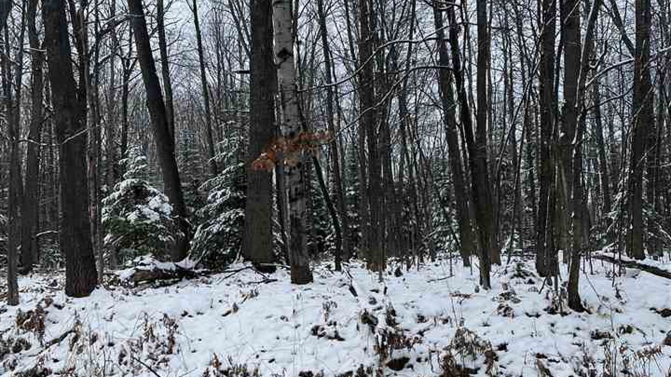 Pictures of Land property located at TBD Silverwood Drive, 4B