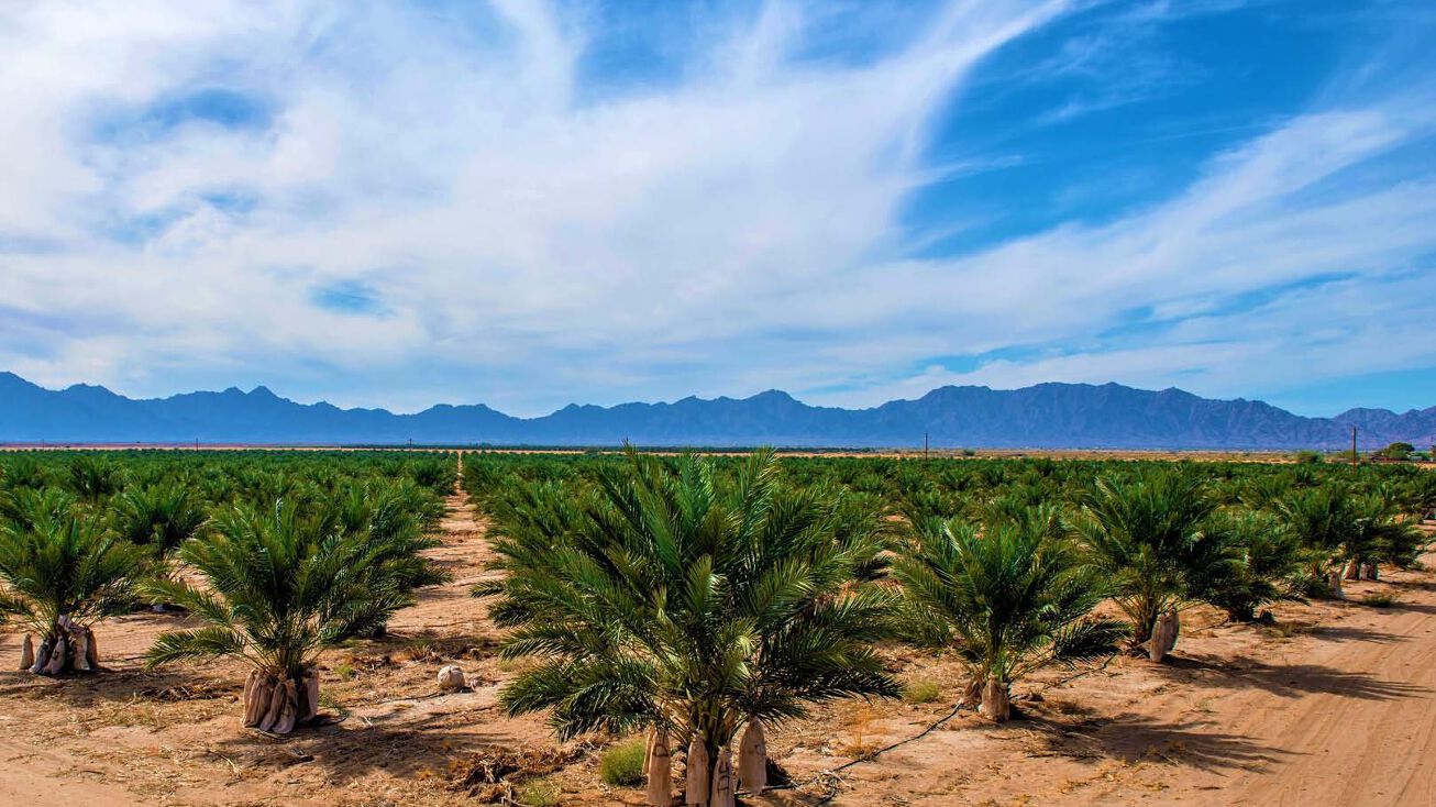 Mesa Date Ranch, Wellton, AZ 85356