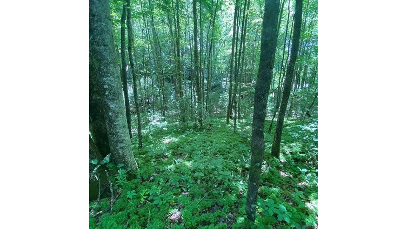 99999 Pounding Mill Rd, Hayesville, NC 28904