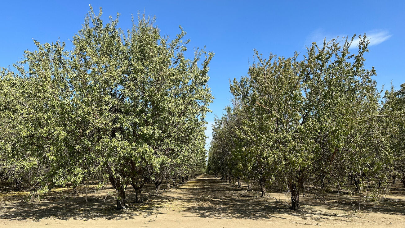 Sebastian Rd, Arvin, CA 93203 Land for Sale 295.46ac Arvin Edison WSD Almonds