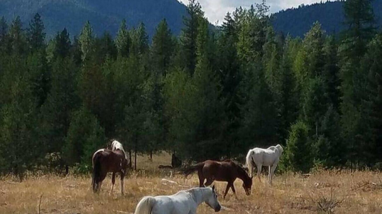 Lot 5 St. Regis Street, Saint Regis, MT 59866