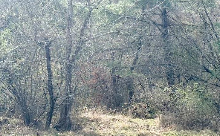 Pictures of Land property located at TBD Martin Rd., Max Meadows, VA 24360 for lease - image #1