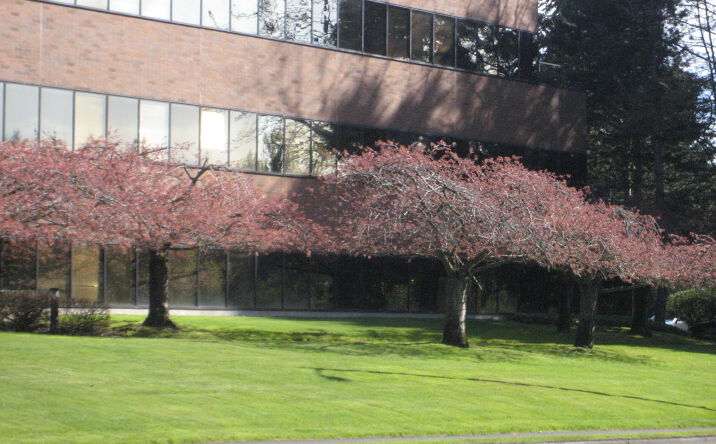 Pictures of Office property located at 1010 South 336th St, Federal Way, WA 98003 for lease - image #1