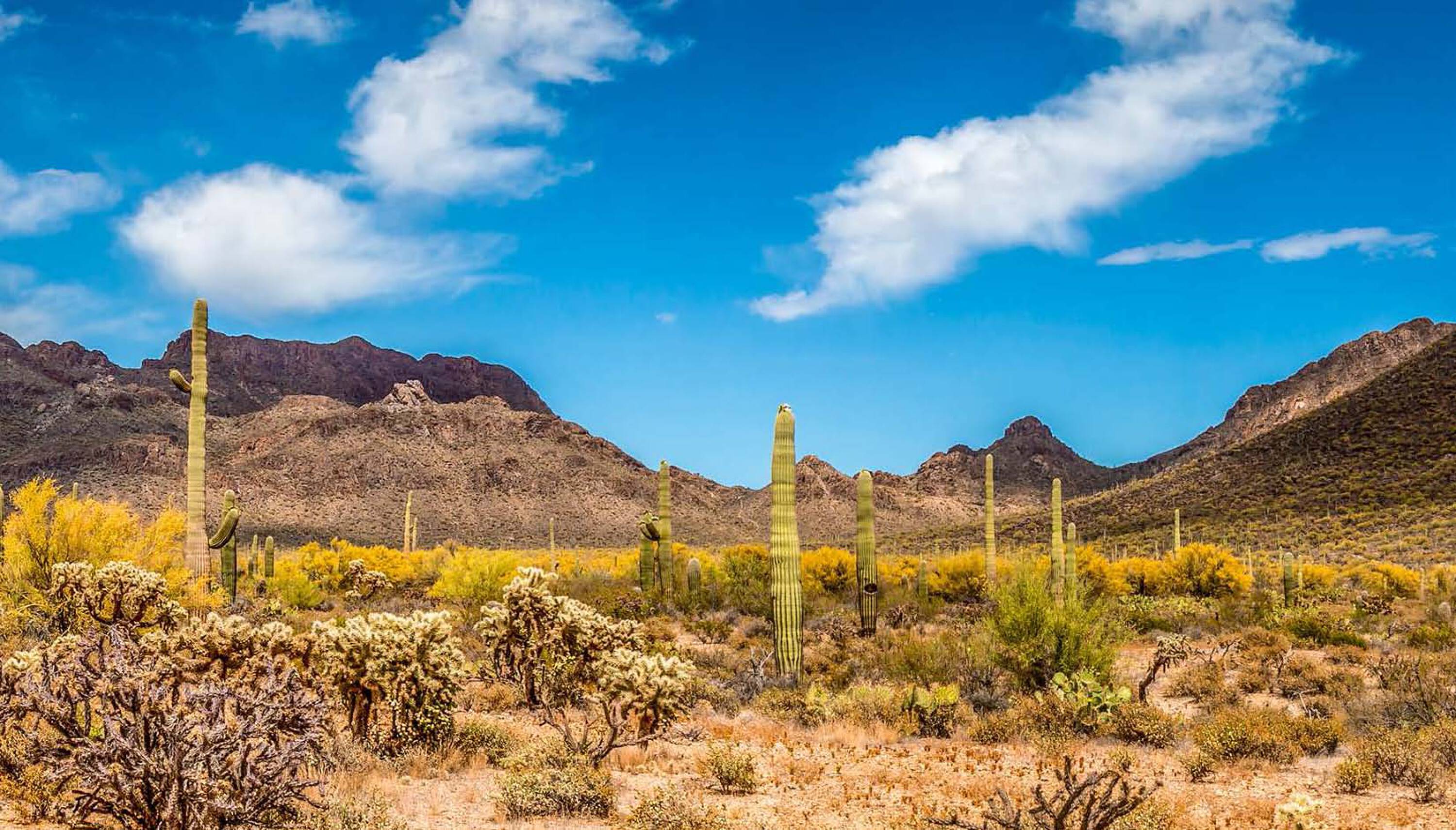 Ellsworth Loop Rd & Ocotillo Rd, Queen Creek, AZ 85142