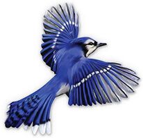 Blue Jay Way, LLC